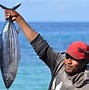 Apakah Ikan Tuna Itu Sama Dengan Ikan Tongkol