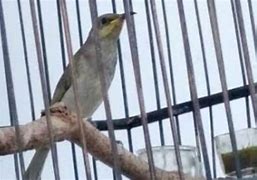 Burung Cucak Kombo Yang Gacor